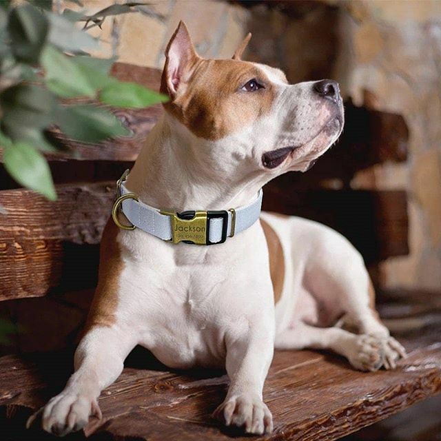 CapitalHusky's tweet photo. 💲💶Get this beautiful and fancy Dog Collar for your pet now .
📍Link in my bio and @alfy.and.co .
.
.
.
#dogcollars #dogcollar #dogcollarsforsale #dogcollarswag #dogcollarshandmade #dogcollarforsale #dogcollarsforpurchase https://t.co/H5wiO5QFSi https://t.co/EOjHvsw17E