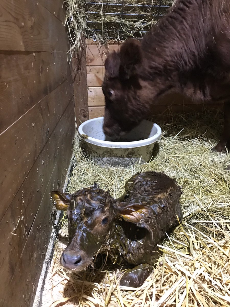 KupcakeKiki's tweet photo. My cow had her baby on my birthday! Meet baby Coco Chanel! #showcow #irishdextercattle https://t.co/ikQ79wOrk8