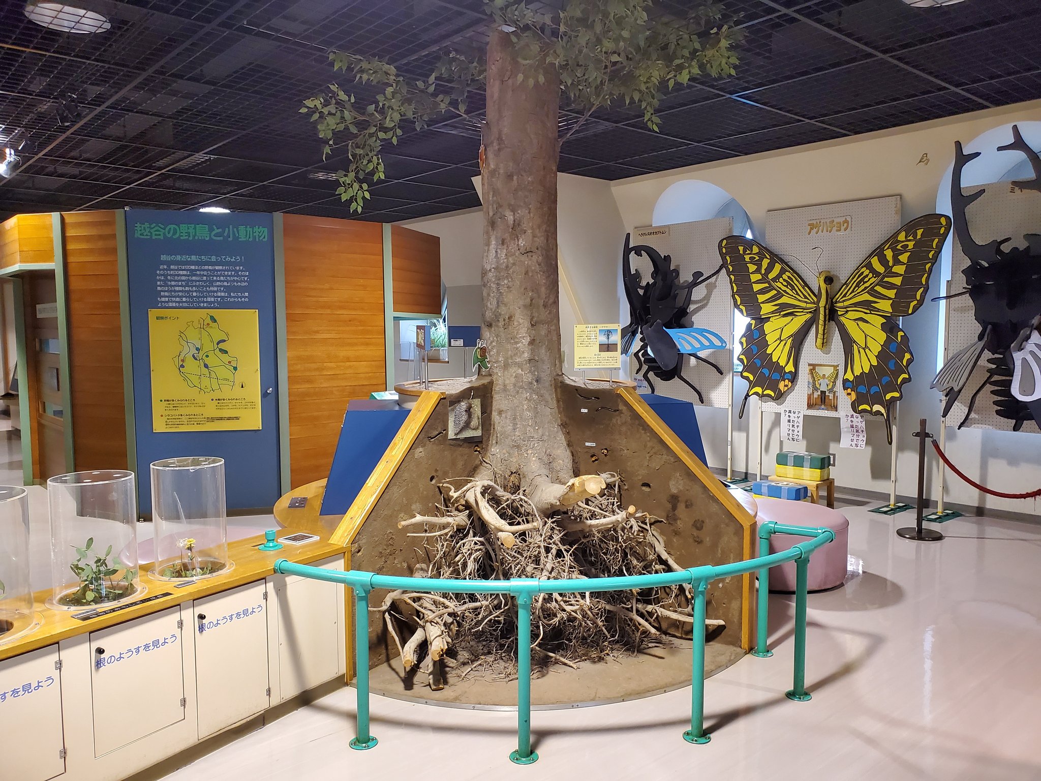 めｎち 埼玉は 越谷市立児童館ヒマワリ ミニ水族館 行った 児童館にオジサン単身で乗り込むのは通報不可避でしたが 童顔なこともあって大丈夫でした 普通に入館okのようですよ 2階は水族館 3階は科学館の様相で とても立派な博物的施設でした あと