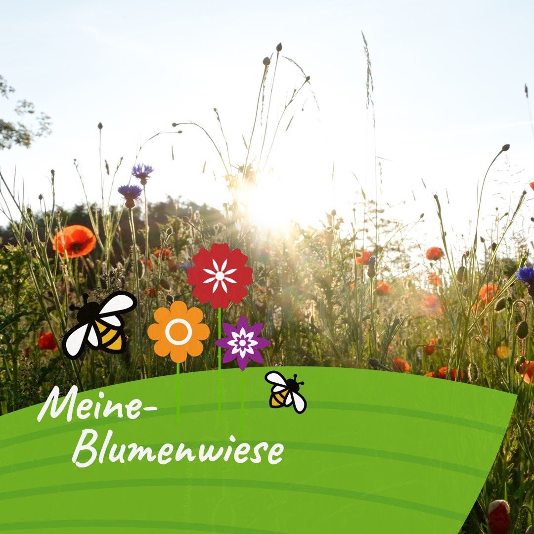 Endlich ist es soweit meine-blumenwiese.eu ist online. Rettet Bienen und Hummeln indem ihr Blumenwiesen säet