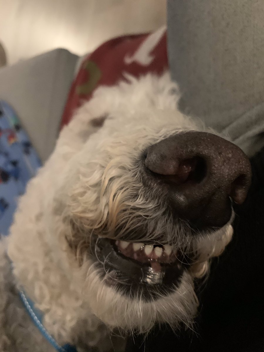 poodlematic tweet picture