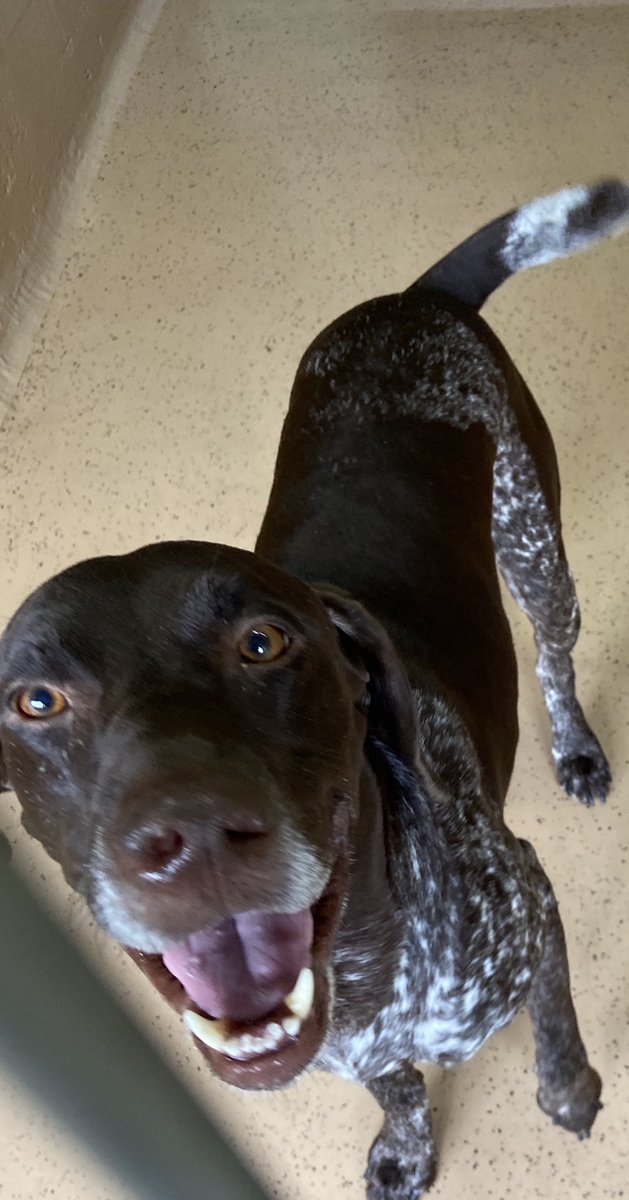 cuteanimalhere's tweet photo. Look at my cute new rescue doggy! Should I name him Hugo? #AlitaBattleAngel #dog #cuteanimals https://t.co/4LDkwKysZO