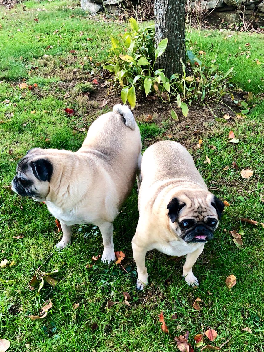 LisaAlesci's tweet photo. @abc7johngregory #BumbleSnot #NeverForgotten 🐾💙 You are an inspiration to all special needs Pug parents, & Bumble will always be in our hearts. 🙏 https://t.co/h4cHsHRtBH