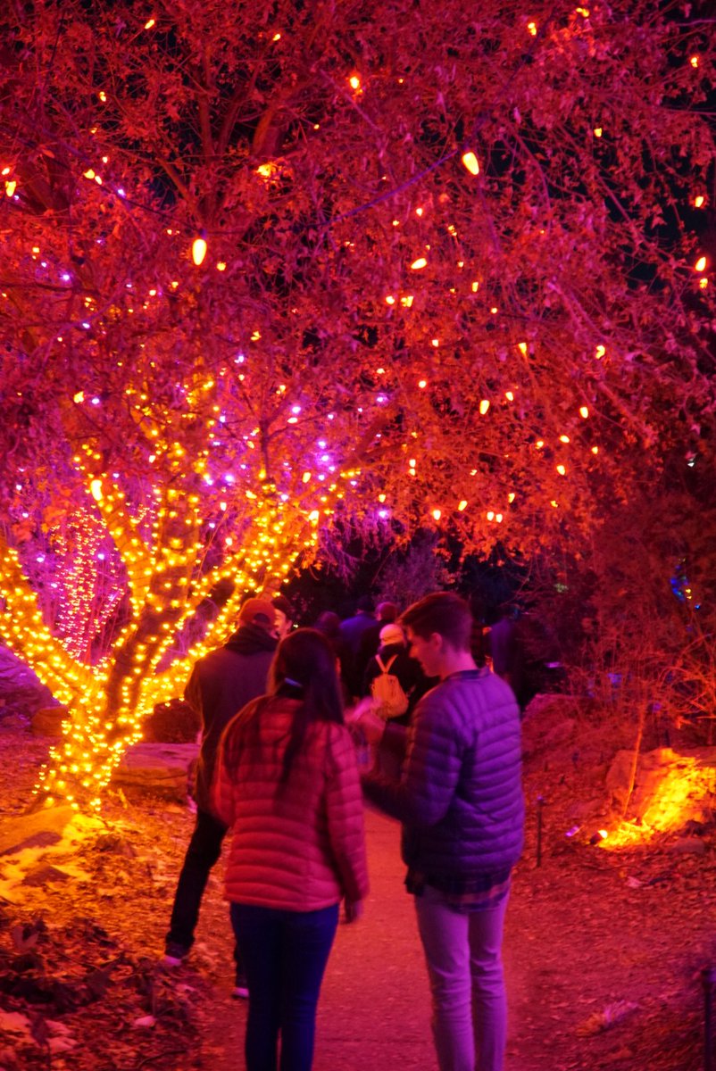 downclimb's tweet photo. Another year, another outstanding display from @botanic at #blossomsoflight. Only 357 days until Christmas! 🎄 https://t.co/qxELeOOPI1