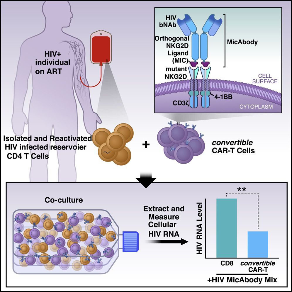 mmw_lmw's tweet photo. #ConvertibleCAR_T_Cells | Attacking #Latent_HIV with a Highly Adaptable Killing Platform | Warner Greene @gladstoneInst @UCSF @CellCellPress https://t.co/SdNRgMm0Qq | #2019_Oct_ReCap https://t.co/WBVAZn84Th