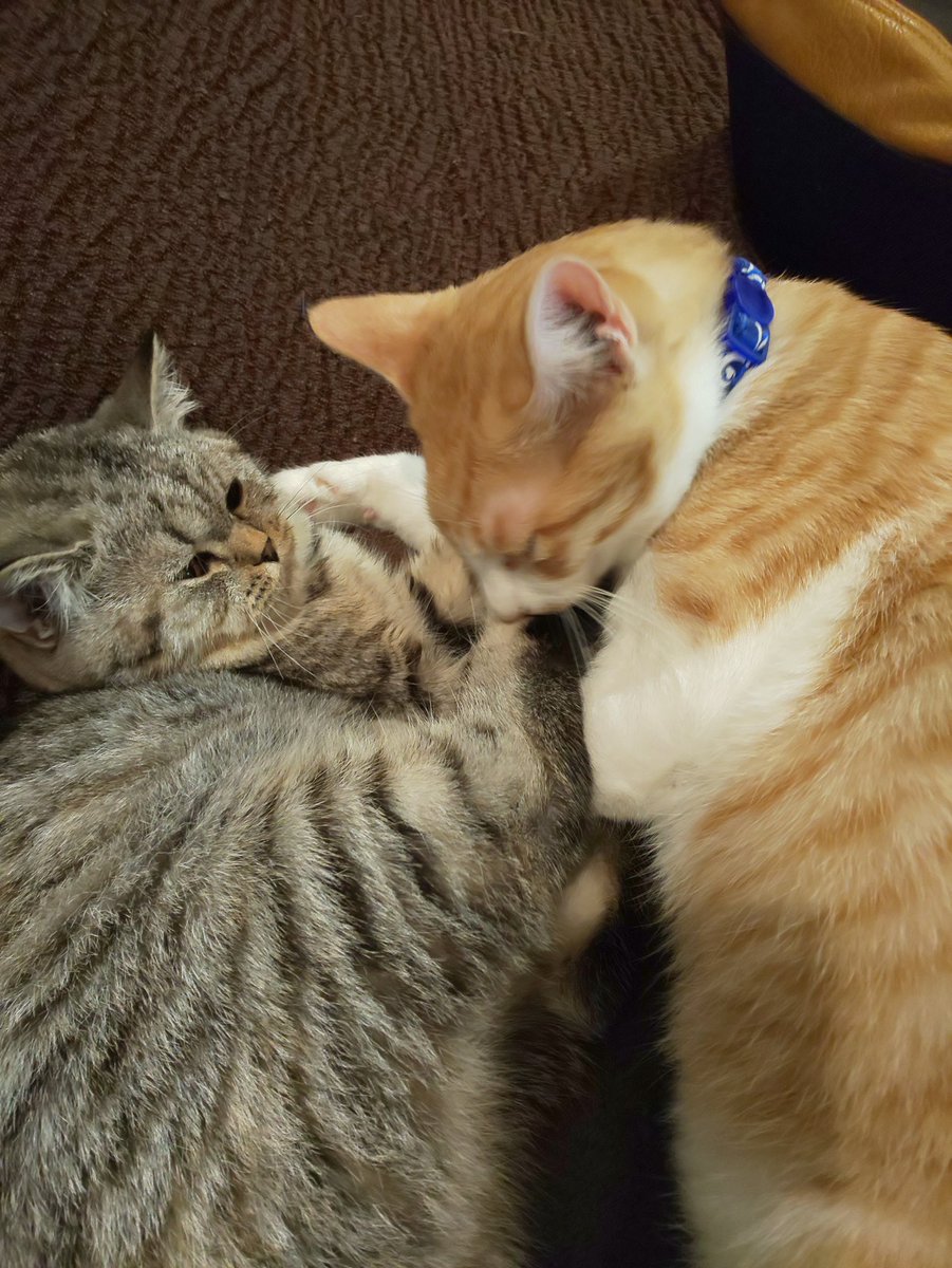 須崎半島 Truebluesilent Twitter