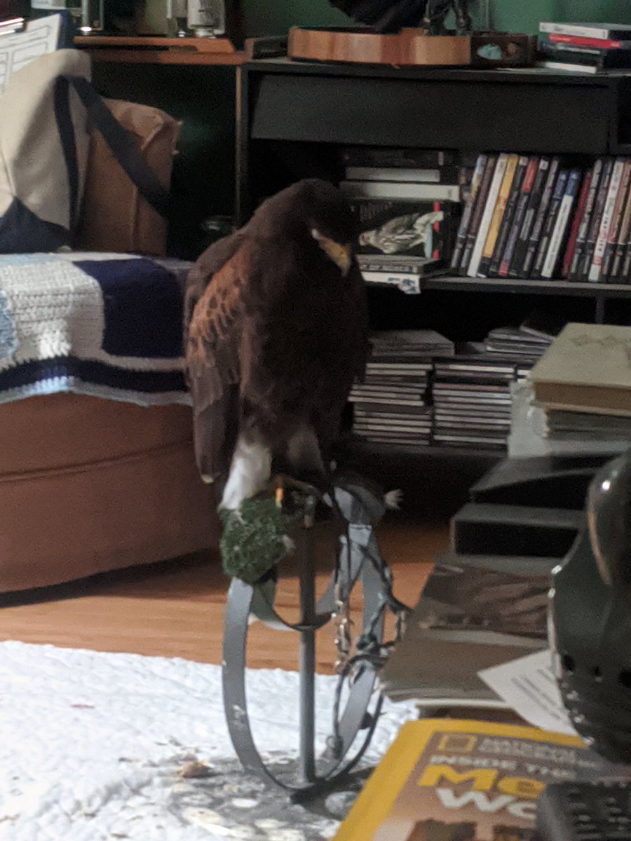 bridgetfalcon's tweet photo. Someone's dreaming of our hunt tomorrow morning. #sleepyhawk #Harrishawk #falconry https://t.co/Ht39L66f4L