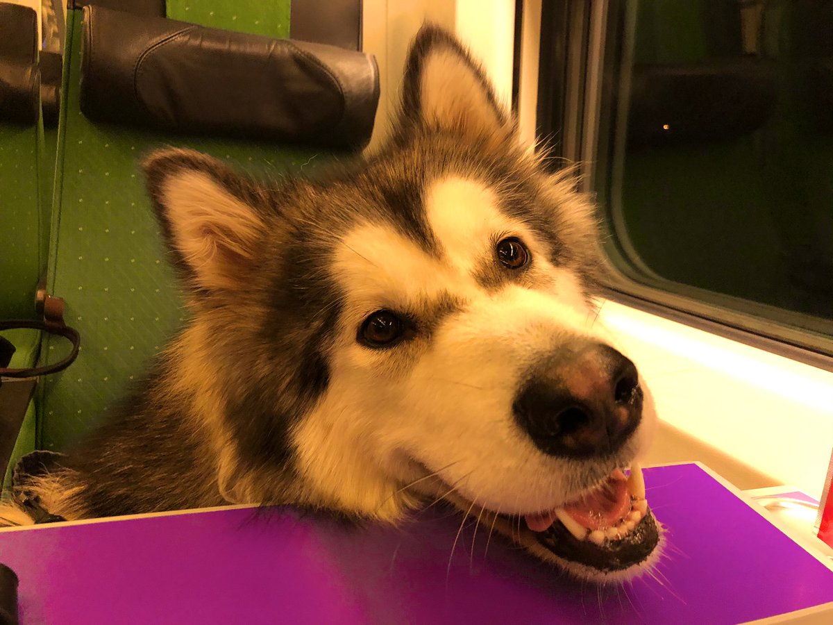 ojala_annika's tweet photo. We’re headed up north! 🐶❄️ @VRmatkalla #rauhathemalamute #chasingsnow #girlstrip https://t.co/WchzbbQTPU