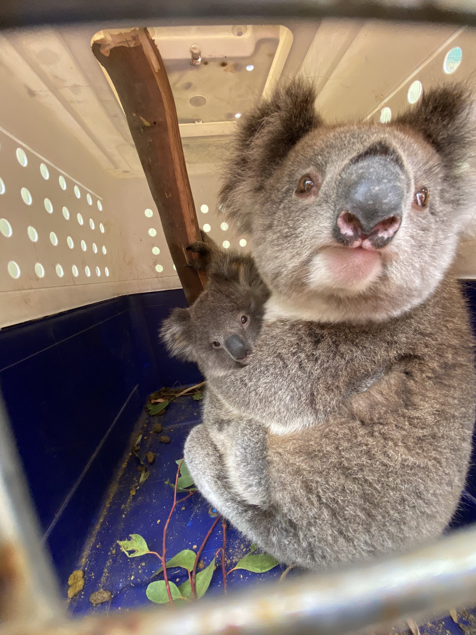 Коала