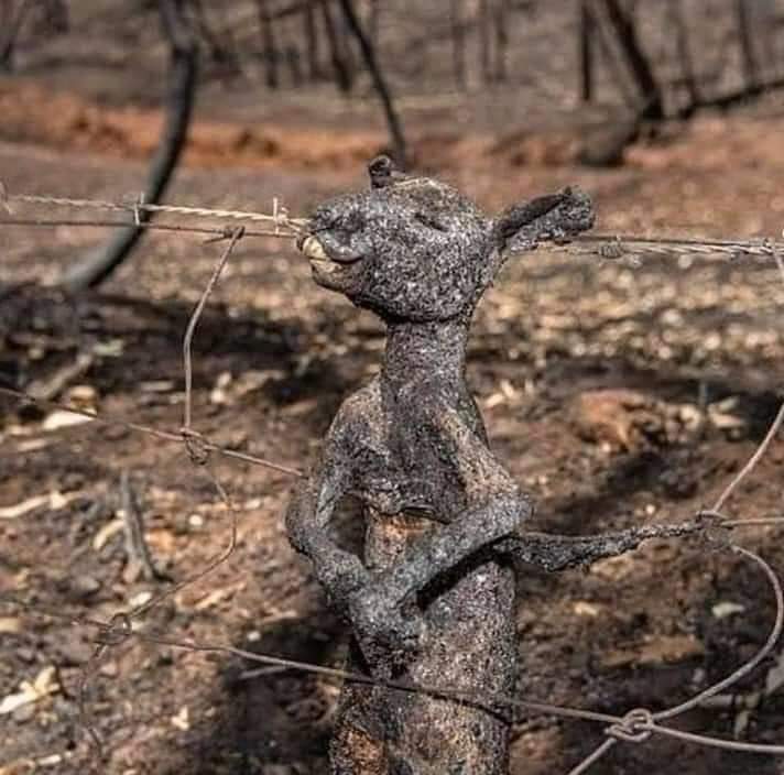 ClubPotterhead's tweet photo. ¿Saben algo? Me vale si habrá una tercera guerra mundial o no, los humanos somos una peste. Lo único que me preocupa y lo que deseo es que se calmen los incendios en Australia, ellos no merecen ��sto, es el dolor que nadie escucha. https://t.co/vWZ9BWtEQZ