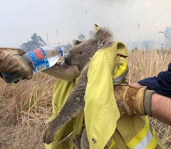 AMBLUISM's tweet photo. Los incendios en Australia están generando la destrucción de la vida silvestre más grande de la historia de la humanidad a una escala sin precedentes.

Son más de 100 los focos de incendios, de lo cual se hace imposible combatirlos y apagarlos #AustraliaFires #AustraliaOnFire https://t.co/9XLHbisl0z