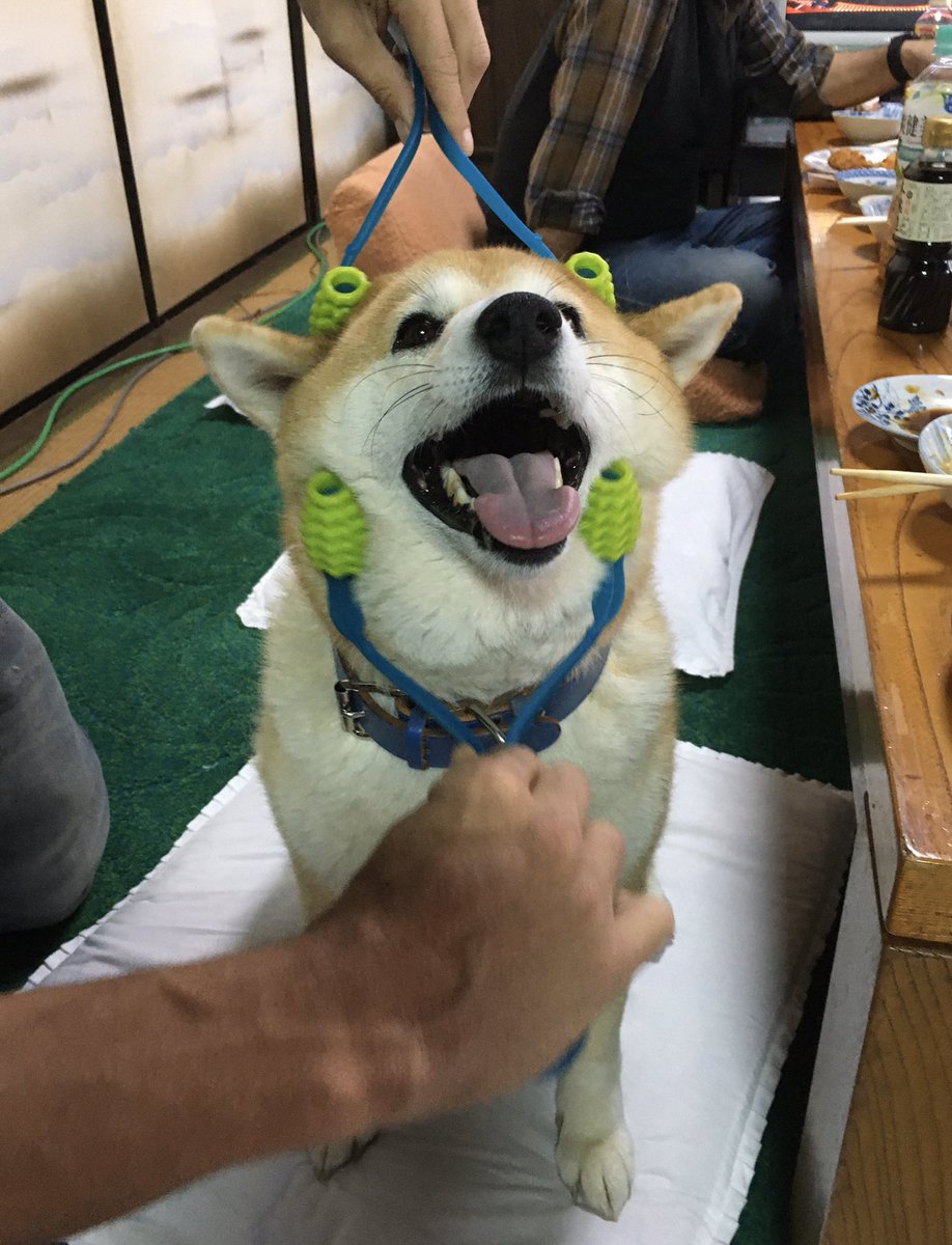 犬用マッサージ器２本で顔をコロコロされてる柴犬の至福の表情がこちら ２つ同時で気持ちよさも倍増 Togetter