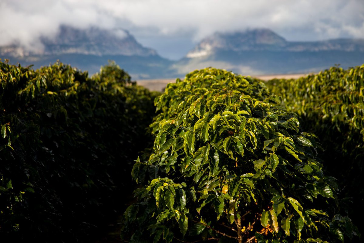 Monastery Coffee tweet media