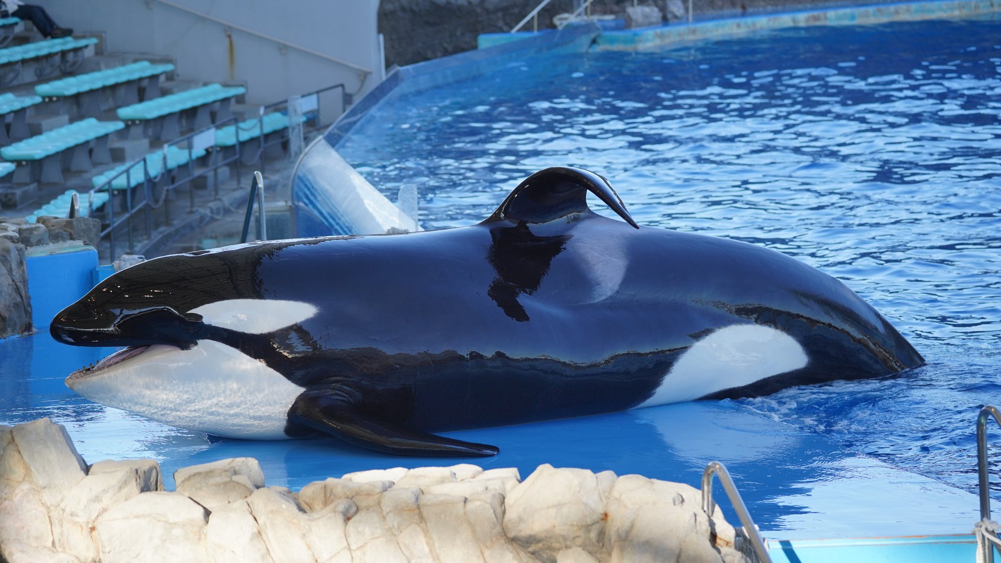 Twitter এ もっち アース シャチ アース 名古屋港水族館 T Co Cf0nyxrkug ট ইট র Twitter এ もっち アース シャチ アース 名古屋港水族館 T Co Cf0nyxrkug ট ইট র