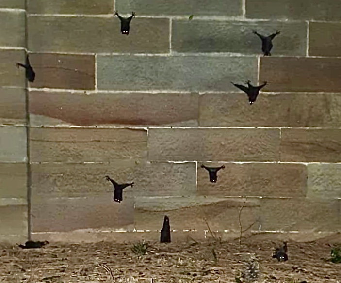 <a href="/tilly64/">💧🌱 wentworth falls</a> <a href="/NSWRFS/">NSW RFS</a> <a href="/GladysB/">Gladys Berejiklian</a> @JodiMcKayMP <a href="/NaomiAKlein/">Naomi Klein</a> Parramatta's Female Factory #flyingfoxcolony dying on NYE, possibly seeking cool of #NationalHeritage walls.. What are you able to do, will you Support @WIRES_NSW Volunteers with $$ <a href="/ParraPark/">Parramatta Park</a> @NSWDPIE_Water <a href="/Matt_KeanMP/">The Hon. Matt Kean</a> (and #climatecrisis) #nswpol