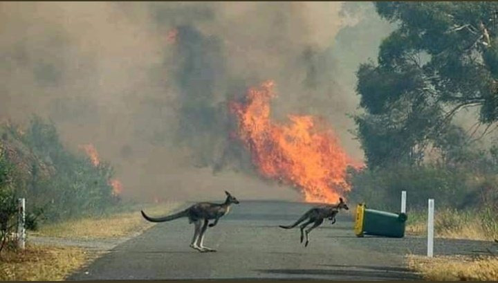 NAOMI99199726's tweet photo. Hagamos viral lo que está pasando en #Australia https://t.co/Og4F0yTofk