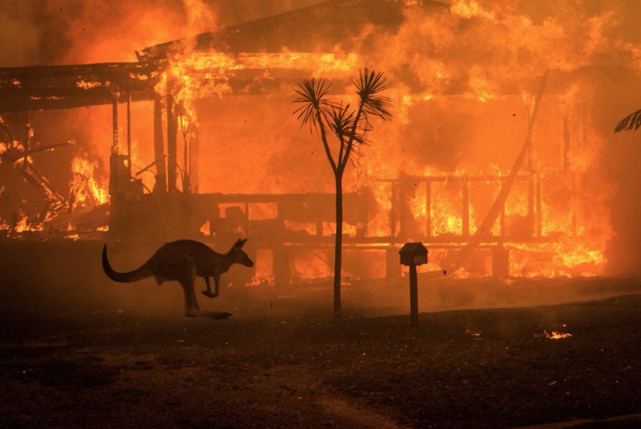 thejosewolf's tweet photo. Dejemos de hablar un poco de la #TerceraGuerraMundial y hablemos de lo que pasa en Australia. Millones de animales muertos por los incendios, personas desaparecidas y muertas, hectáreas totalmente destruida. Lamentables imágenes. https://t.co/ZCt75OHrFI