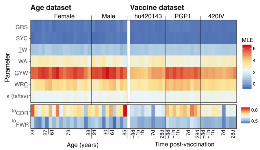 mmw_lmw's tweet photo. #BCR_Repertoire in #Aging and #Vaccination | Phylogenetic models of B cell molecular evolution reveal signatures | Steven Kleinstein @yale @PNASNews https://t.co/1kaYY0ZMH7 | #2019_Oct_ReCap https://t.co/lSxsgFoXsF