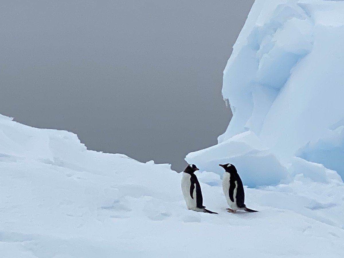 _xtr0m's tweet photo. #Antarctica ❤️❤️❤️ https://t.co/iel33Vct0x