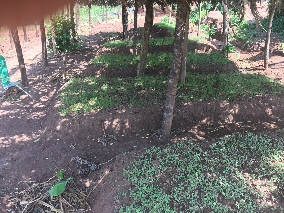 NgangoFarmside's tweet photo. Its just a small step for @NgangoFarmside but a giant leap towards the dream. Banana plantation (2 months old) and the veg seedbed. Reserve your orders from April onwards (Water melons, all onions, cabbages, carrots, cucumbers, chilli, etc https://t.co/gEY8Kjf2QE