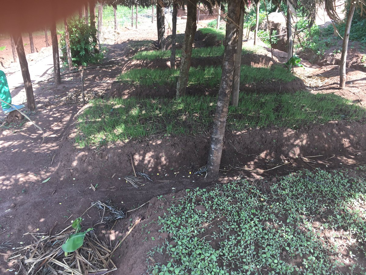 NgangoFarmside's tweet photo. Its just a small step for @NgangoFarmside but a giant leap towards the dream. Banana plantation (2 months old) and the veg seedbed. Reserve your orders from April onwards (Water melons, all onions, cabbages, carrots, cucumbers, chilli, etc https://t.co/gEY8Kjf2QE