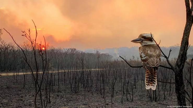 Helping Bushfire-Affected Wildlife:
• Put water out in trees & on the ground 
• Don't feed wildlife unless the vegetation is destroyed completely, if so only give Macropod Pellets
• Keep cats + dogs inside 
• Donate to wildlife rescue: wires.org.au
#AustralianFires
