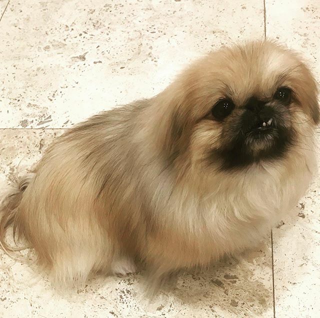 Just a crazy Friday night at home
.
.
.
#pekingese #pekingeserules #pekingeseworld #adoptdontshop #rescuedogsofinstagram #rescuedog #peketude #pekitude #pekingeseofinstagram ift.tt/35iZ7bD