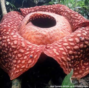 World's largest flower found ENajH2pWsAAH-He?format=jpg&name=360x360