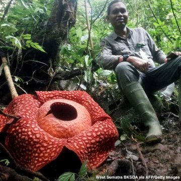 World's largest flower found ENajIJkW4AEKKlE?format=jpg&name=360x360