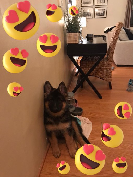 New family addition ❤️❤️❤️❤️❤️ #nadianorth https://t.co/uuKprYQb7n<a href="/tag/nadianorth"class="tags">#nadianorth</a>