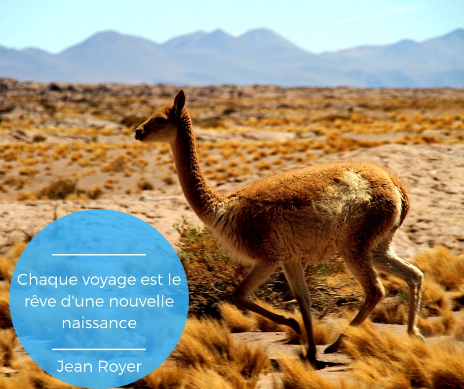 La citation du week-end sur fond de guanaco dans les andes !
.
.
#citation #quote #guanaco #andes #wildlife #espacesandins #voyage #ameriquedusud #altiplano #decouverte #francaisquivoyagent