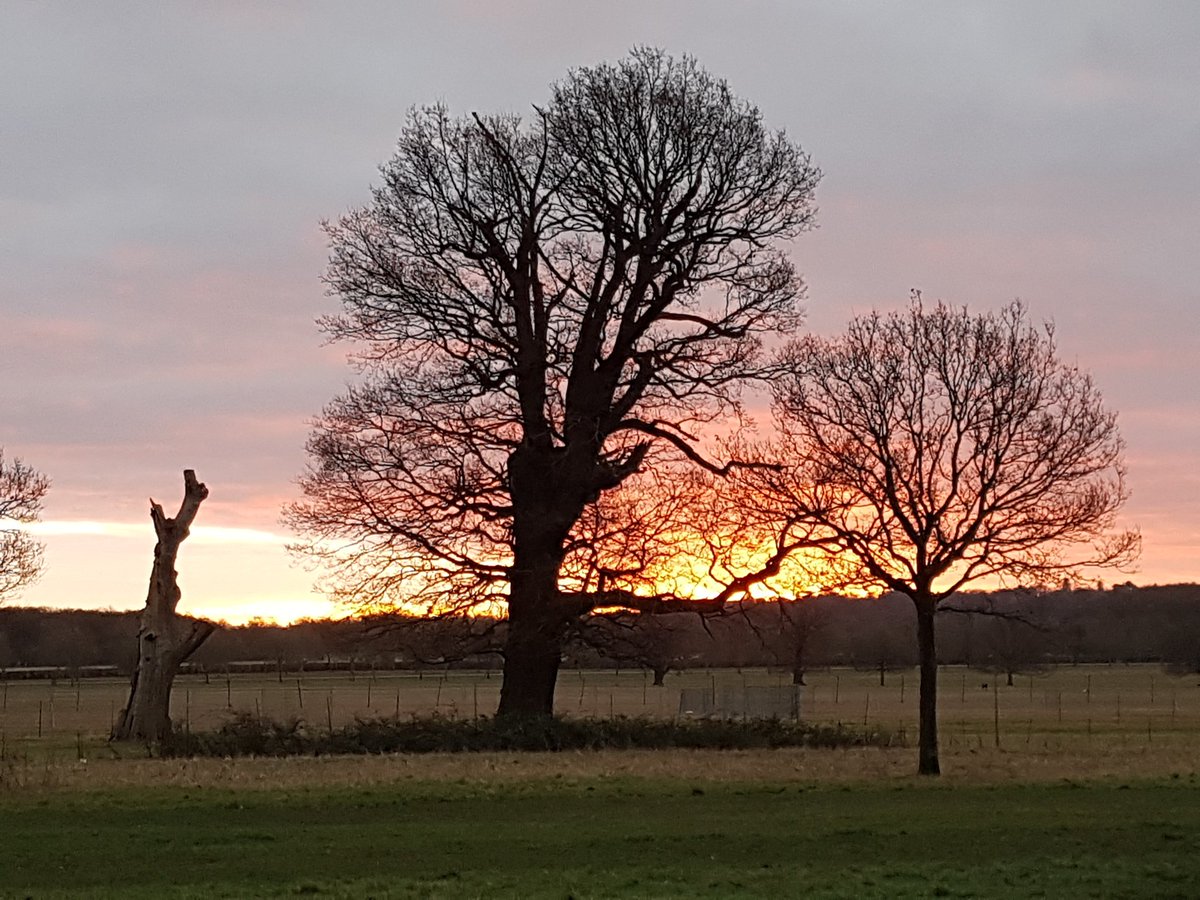 #January In loving memory of my brother Steve #sunrise #Windsor #WindsorGreatPark #RoyalWindsor #winter #stunning #nofilter #nature #Naturalphotography #trees #photography #photooftheday