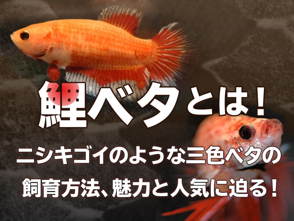 トロピカ 東京アクアガーデン V Twitter 鯉ベタとは ニシキゴイのような三色ベタの飼育方法 魅力と人気に迫る アクアリウム Aquarium アクアリスト 水槽 熱帯魚 レイアウト Tropicalfish Fish 癒し 水槽のある暮らし アクアガーデン トロピカ 鯉ベタ トロピカ 東京アクアガーデン V Twitter 鯉ベタとは ニシキゴイのような三色ベタの飼育方法 魅力と人気に迫る アクアリウム Aquarium アクアリスト 水槽 熱帯魚 レイアウト Tropicalfish Fish 癒し 水槽のある暮らし アクアガーデン トロピカ 鯉ベタ