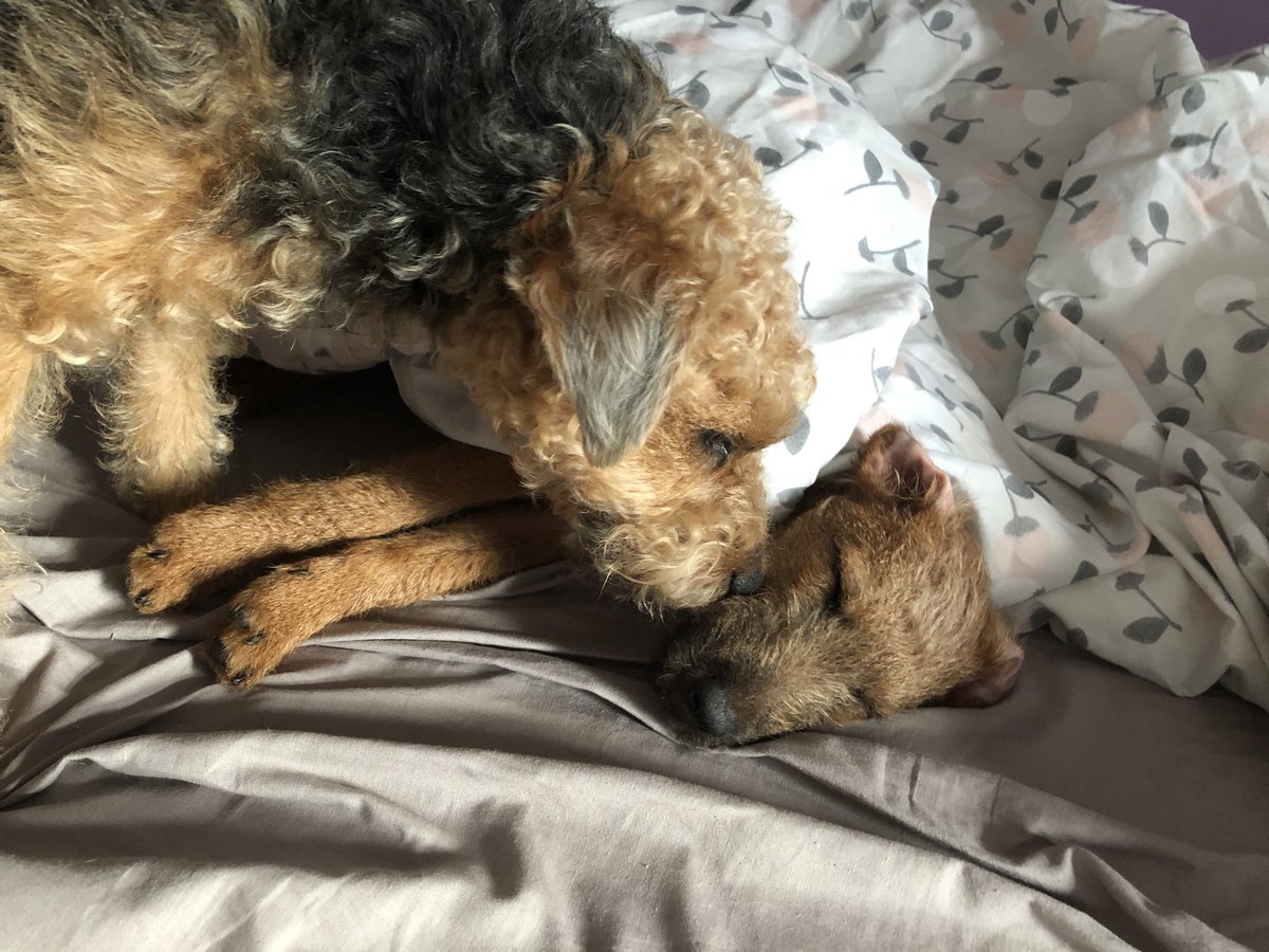 Ruby & Murphy 🐾 tweet media