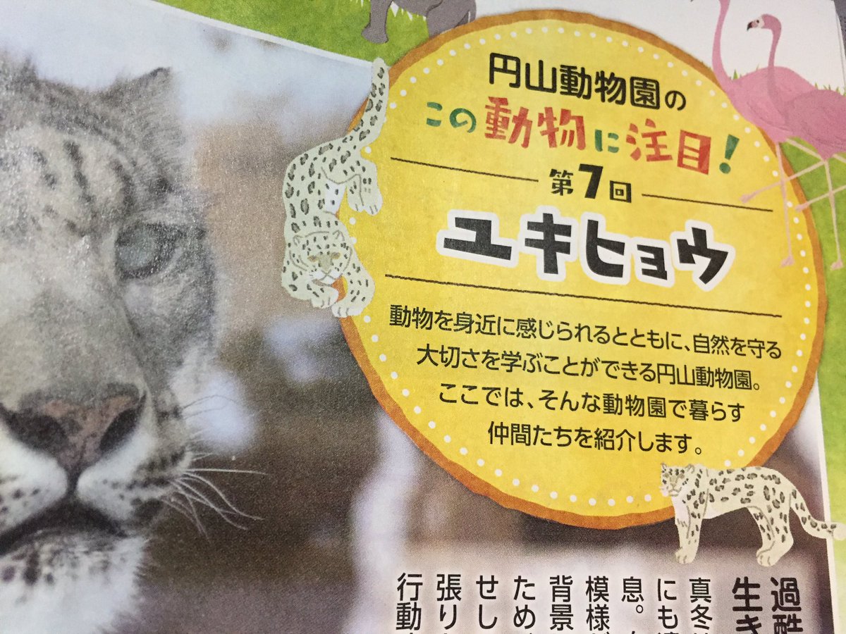 Ryuku お知らせ 広報さっぽろ1月号 円山動物園のこの動物に注目 タイトル横の ユキヒョウ のイラストを担当いたしました 札幌市の情報と一緒にご覧ください 札幌市のhpではpdf版で掲載されております T Co Mlepwsta9q T Co
