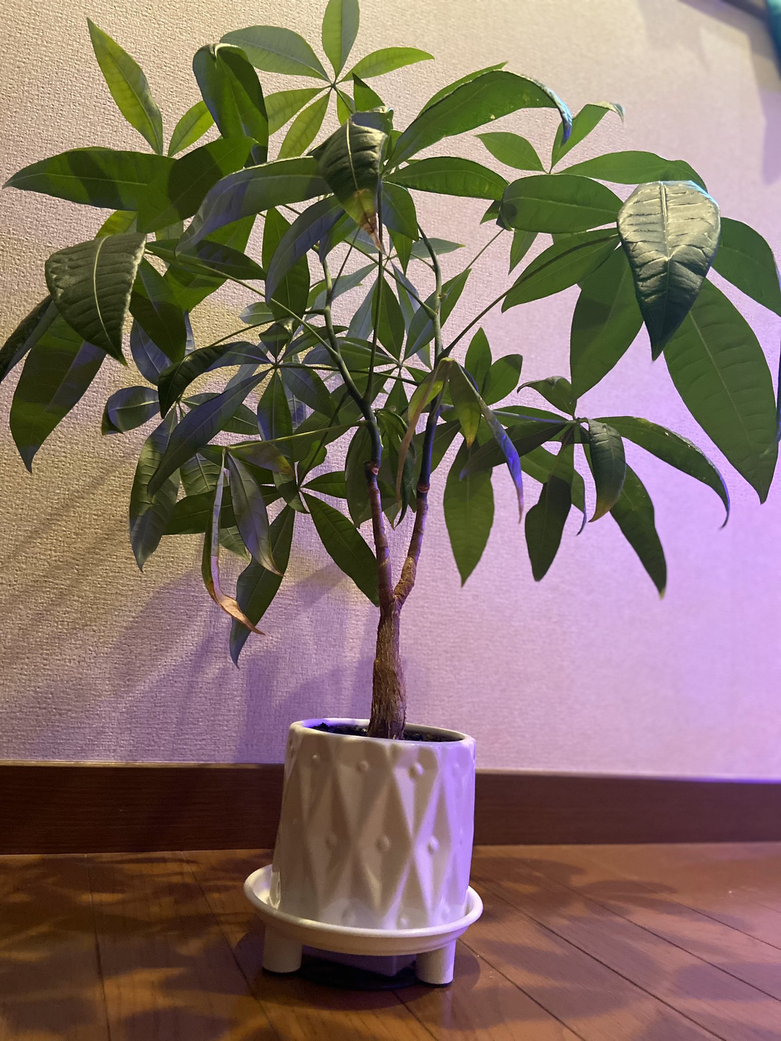 Takapon 100均パキラ 大きくなったので これまた 100均の大き目の鉢に植え替えしました 意外と お似合いだ 100均植物 観葉植物 パキラ T Co 3thy6zr7eh Twitter
