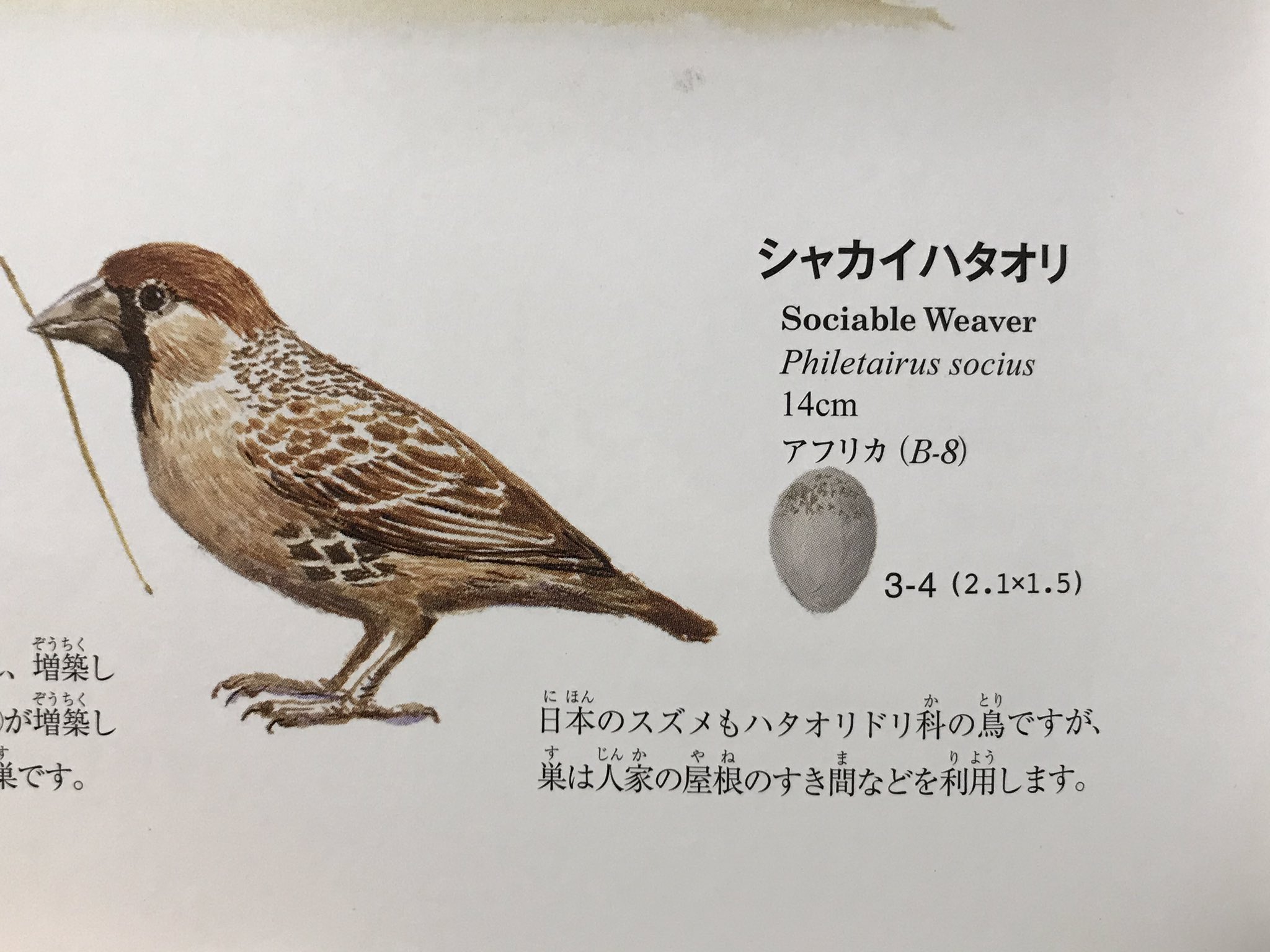 Tetsuya Igarashi على تويتر シャカイハタオリ Sociable Weaver 社会的な機織り職人 直訳 どうも仕事仲間のような気がしてきた 世界の鳥の巣の本 鈴木まもる著 岩崎書店 これは良い本だ ハタオリ