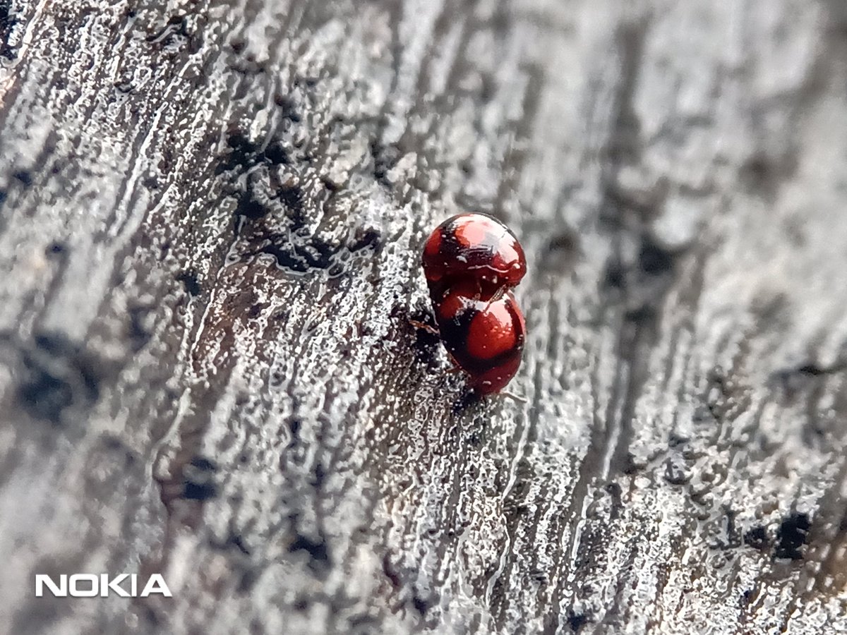 Life circle...
.
@NokiaMobile
Nokia 5.1 plus
.
#shotonnokia #NokiaPhoto #Nokia5plus #Nokiaphotography #TeamNokia #Macro #Bokep #Bokepbaru #Macrophoto #macroinsect #macrophotography