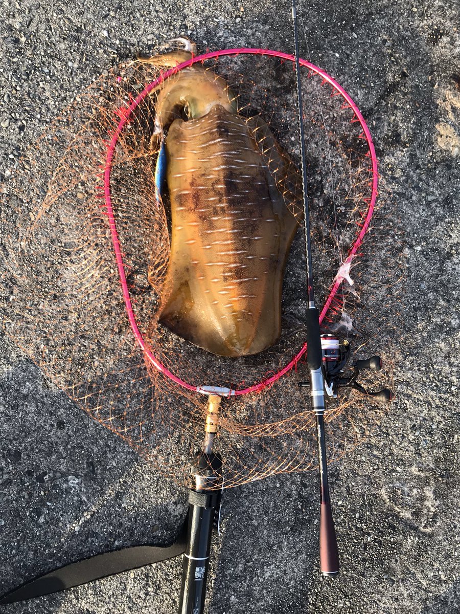 日曜の陸っぱり専門エギンガー 19年春秋兼用使用タックル記録 タモの柄 テイルウォーク キャッチバー改700 7m タモ網 ダイトウブク ファインフレーム L レッド 枠縦径65センチ 枠横径50センチ タモジョイント 昌栄 フレックスアーム Ver 2