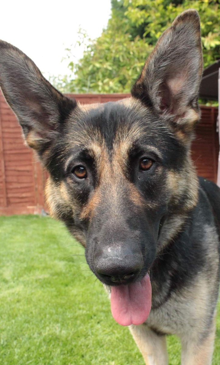 Northants Police Dog Section tweet media