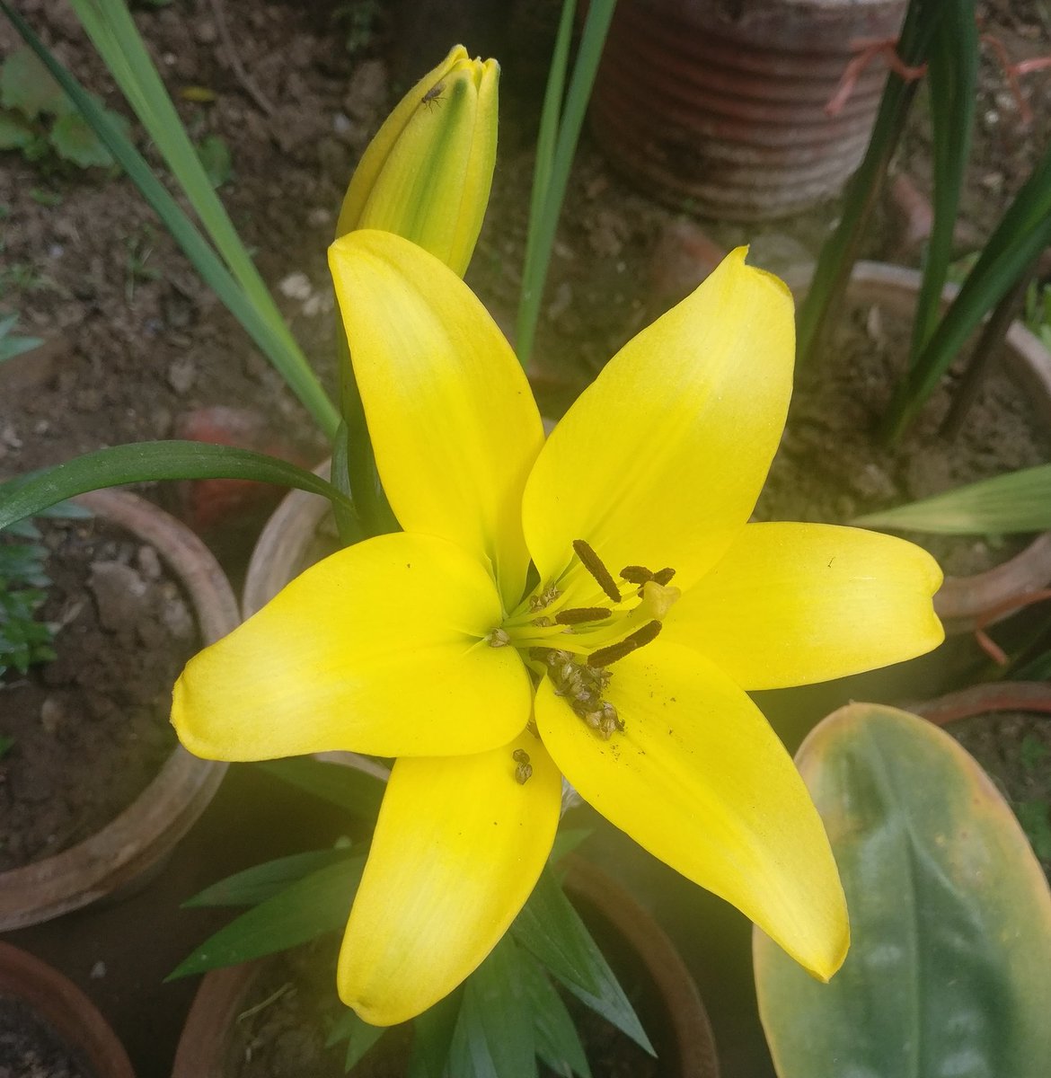junoesque's tweet image. They bloom in the harshest of winters. 
#homegrownlillies #lessonswelearn #everydayisamiracle