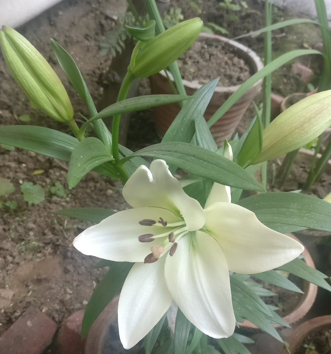 junoesque's tweet image. They bloom in the harshest of winters. 
#homegrownlillies #lessonswelearn #everydayisamiracle