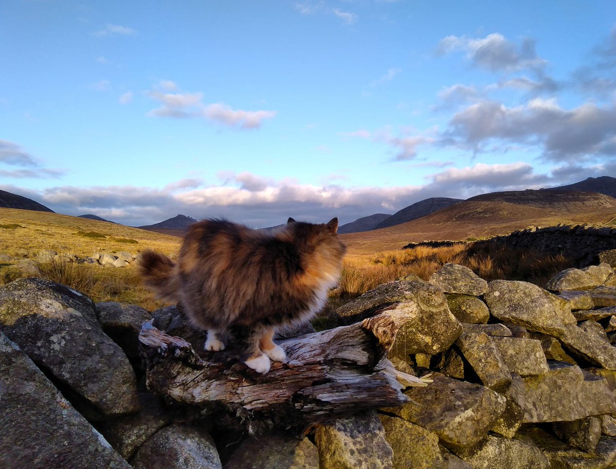 Beautiful Mourne Mountains, Co Down, N  #Ireland. Mournes are made up of 12 mountains with 15 peaks & include the famous Mourne wall (keeps sheep & cattle out of reservoir)! Area of Outstanding Natural Beauty. Partly  @NationalTrustNI. Daniel Mcevoy (with lovely cat!)  #caturday