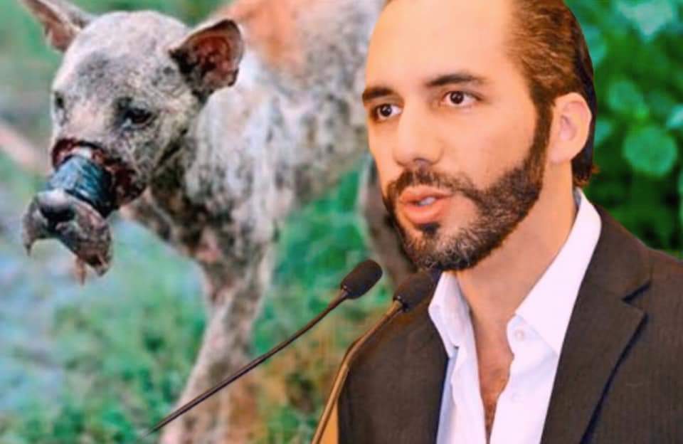 Hasta 15 a 20 años será el castigo a todo aquel que maltrate a los perros 🐕 en El Salvador

Presidente de El Salvador aprueban ley para castigar a todo aquel que maltrate a los perros en ese país