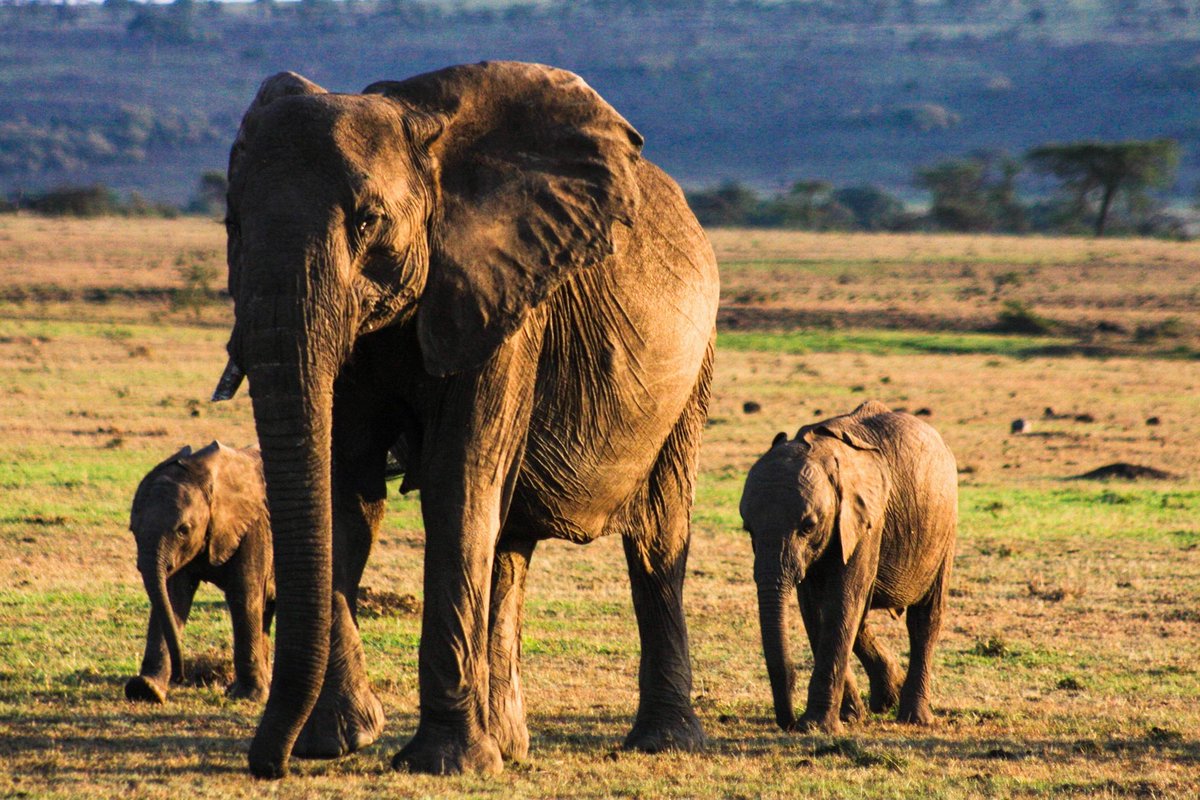 Offbeat Mara Camp tweet media