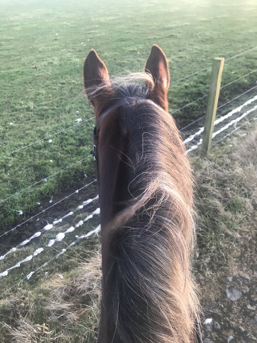 Lilly_thompson_'s tweet photo. Have you been up to anything this Winter? I have been riding my new pons😍☺️ https://t.co/koAsjZfLt7