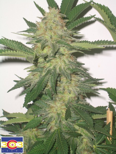 NugDatabase's tweet photo. Strain of the day: #DankStar! 🌿🌳⭐

This #terpene #overload 🌲🌴🌾 is #fruity 🍓🍐🍑AND #sticky! 🍡🍭🍬
 
Leave a #comment on this #strain! ✍💬️

https://t.co/1hkfgHm4pb

#Cannabis #StrainOfTheDay #420fam #420life #NugDatabase
🌲🔥😎💨 https://t.co/IGvsbMhUKn