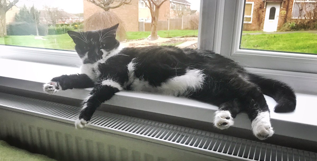 Montycat2013's tweet photo. Morning all! #cat https://t.co/ARz3tMcPR1
