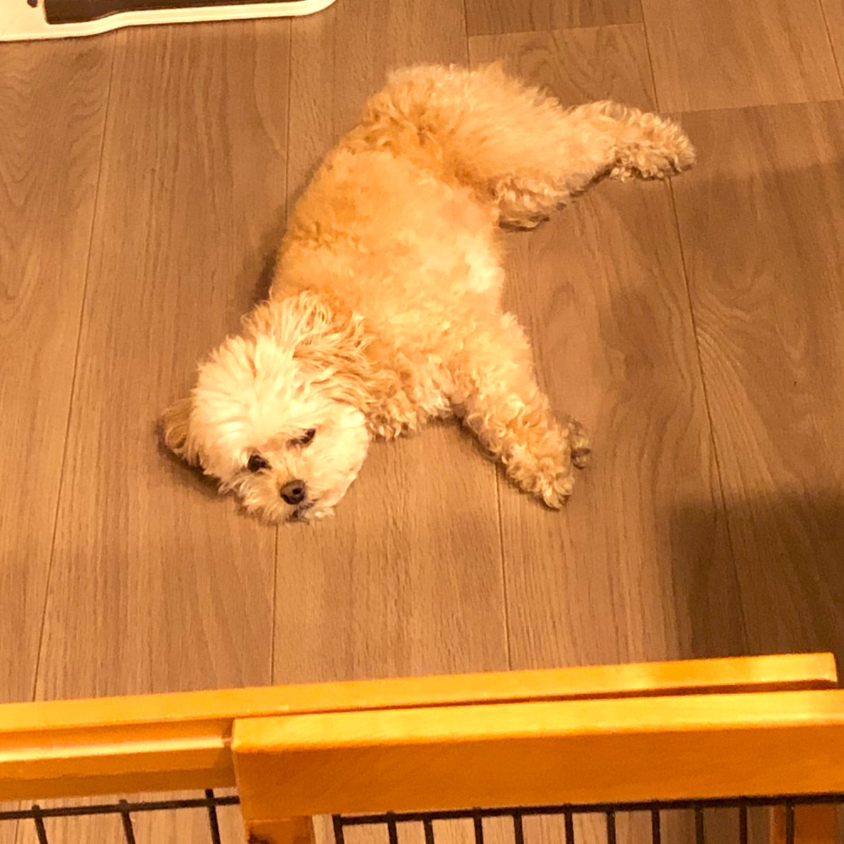 NadaYui's tweet photo. 犬　1 https://t.co/yT0naMaaQ5