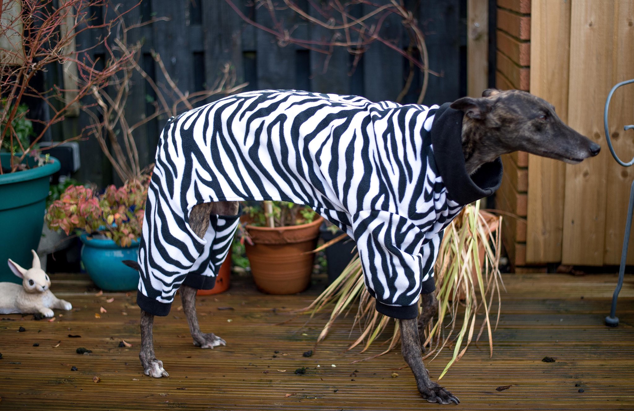 Whippet pjs best sale